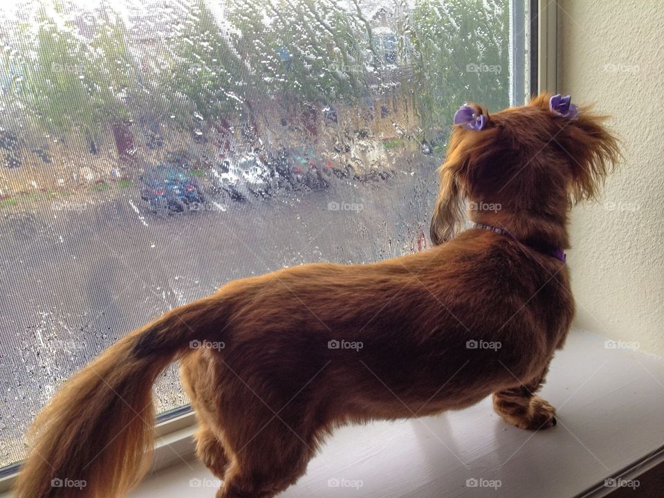 The only window in my condo she could get into, she loved to people watch