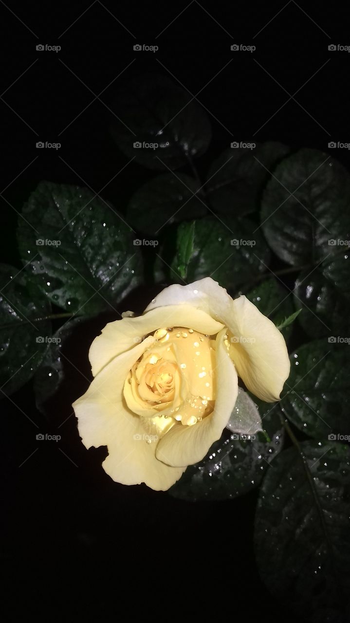 yellow rose flower....with black background colour and water drop