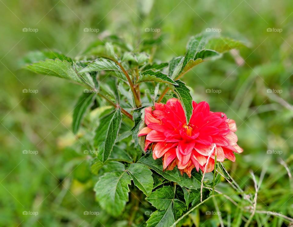 Red flowers