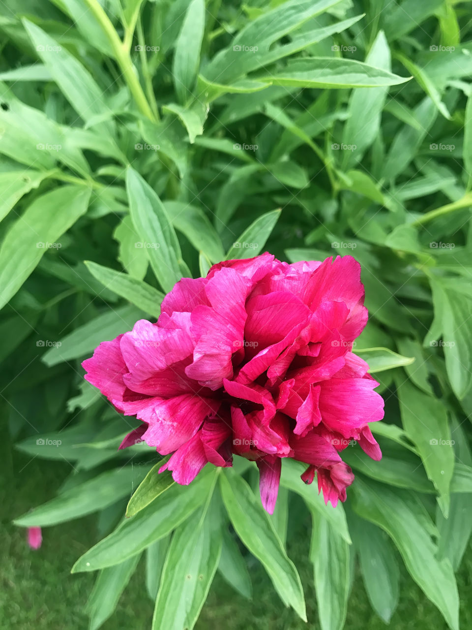 Pink peony 