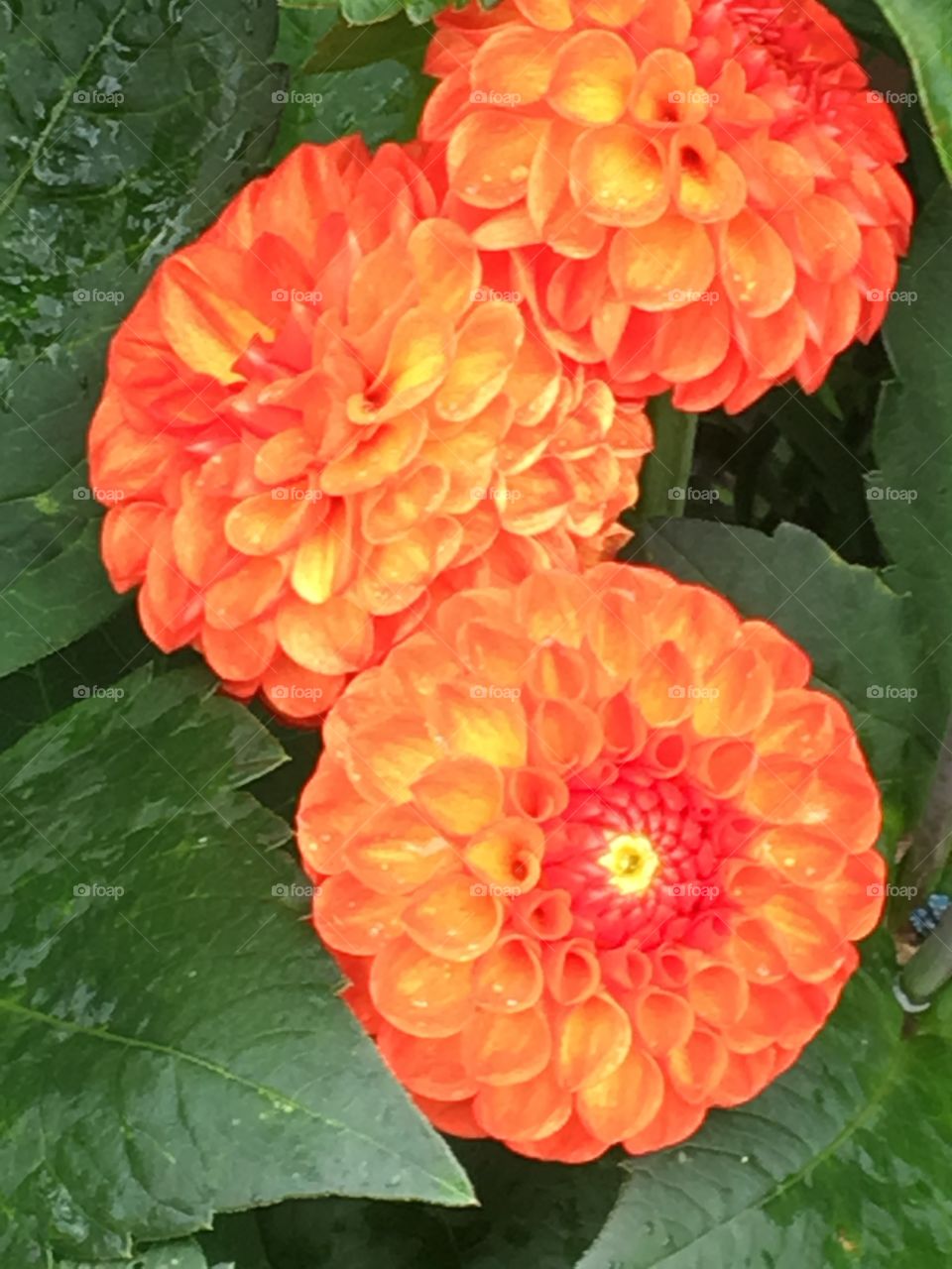 Beautiful colours of nature