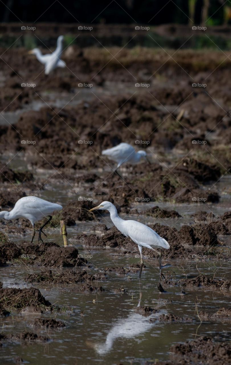 herons bird walk to find food in the fields that have just been plowed