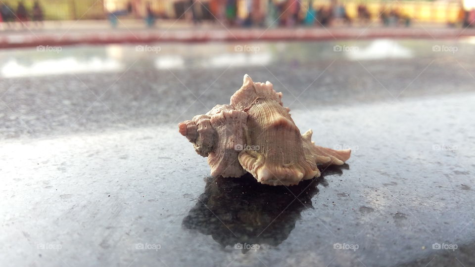 shell of sea snail