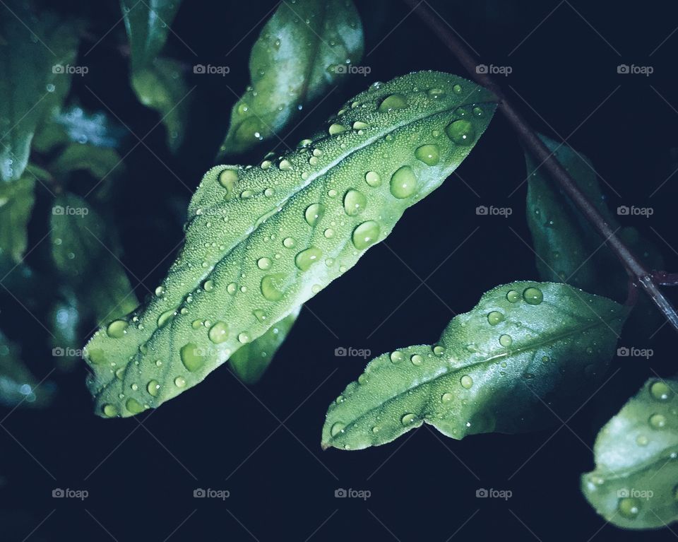 Dew on leaves