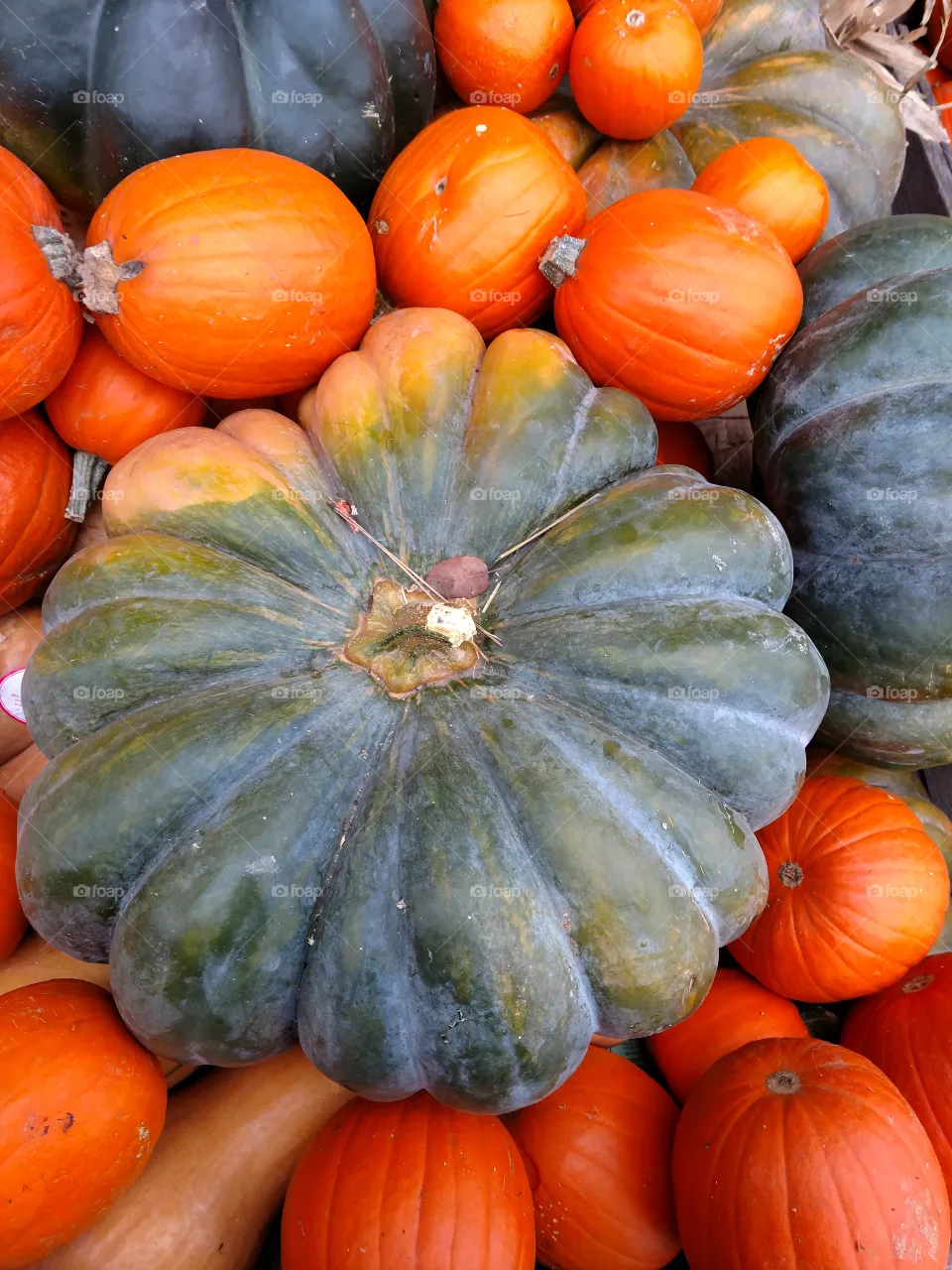 gourds