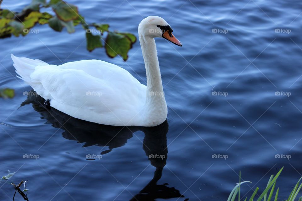 Lovely danish swan 