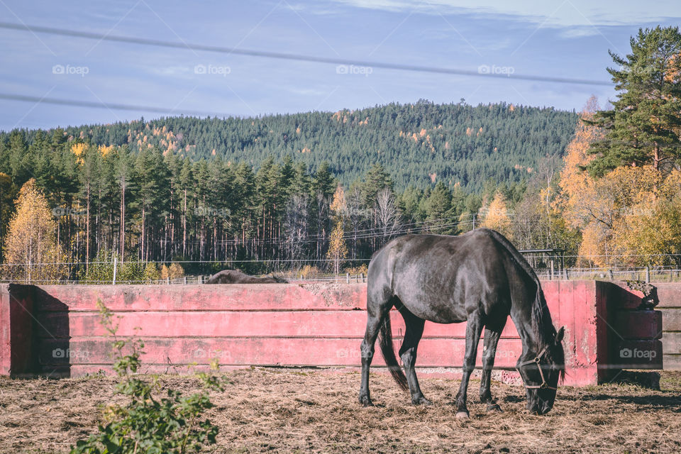 A horse and a mountain. 