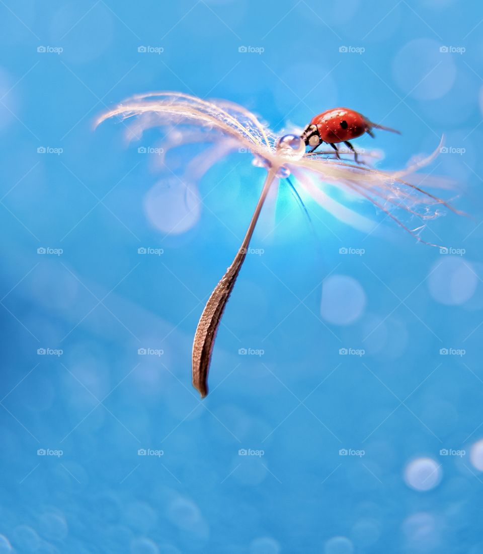 Ladybug flying on dandelion 