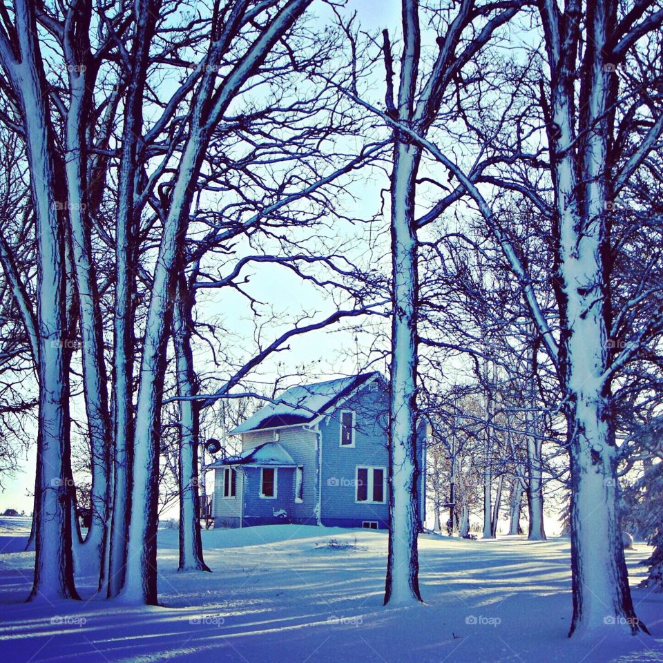 The house between the trees 