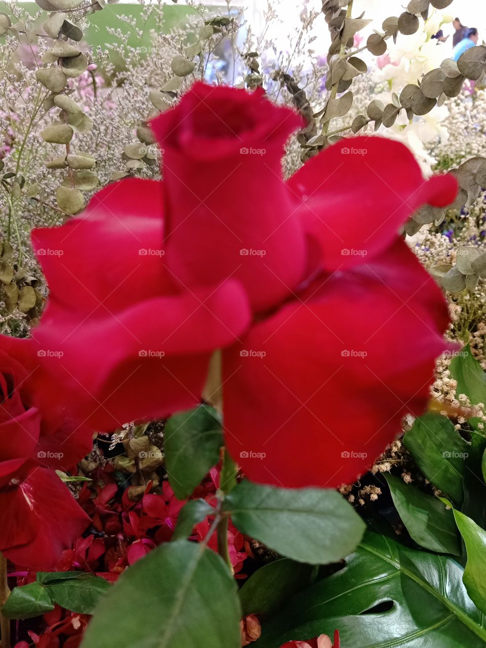 Beautiful red rose