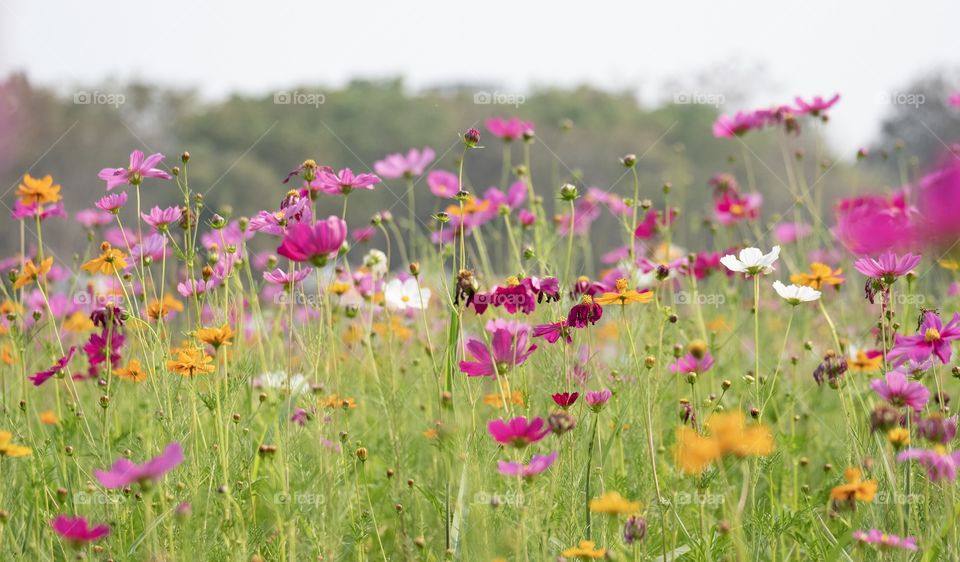 Chiang Rai/Thailand:February 16 2019-Beautiful flower field at Singha park Ballon Fiesta