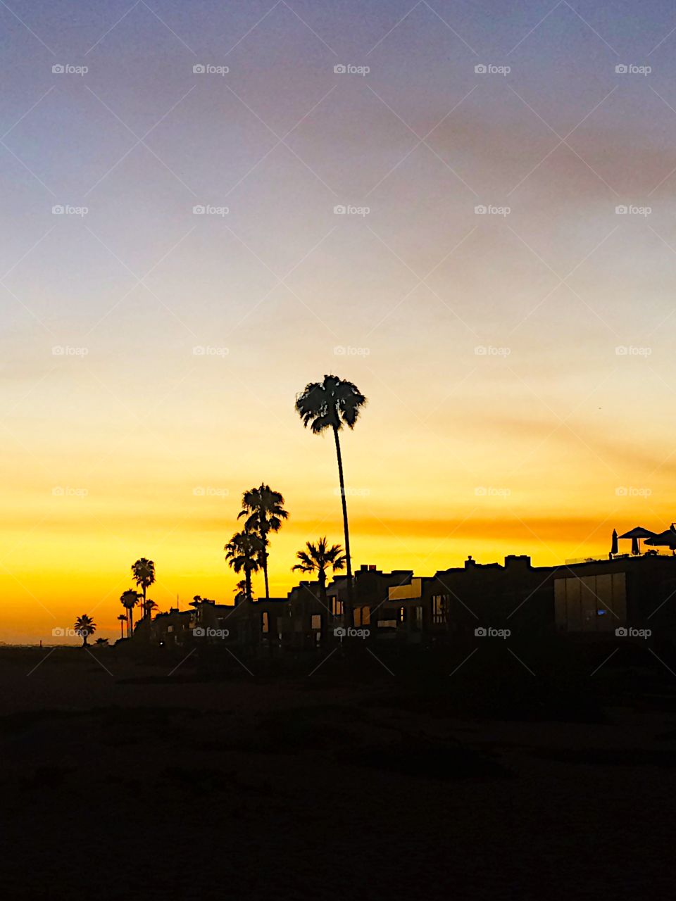 Silhouette of trees at sunset