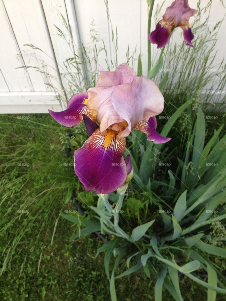 Iris