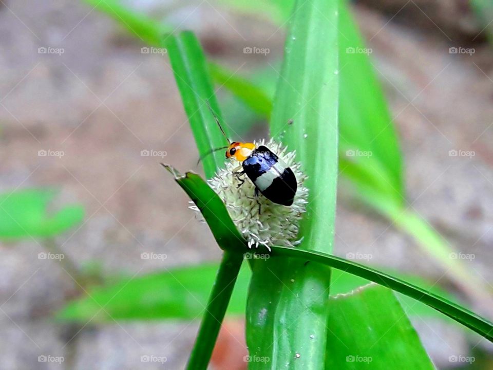 Colourefull a insect on a white flower of the green grass.