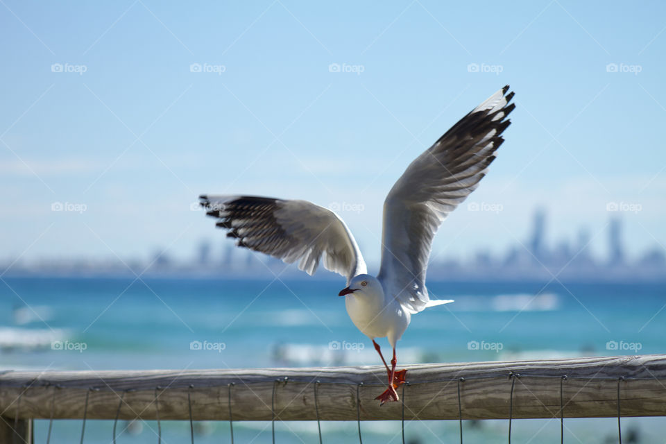 Close-up of seagull flying