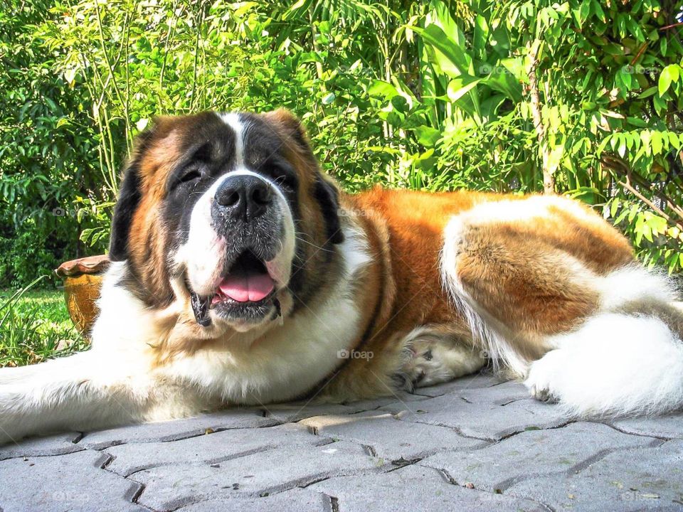 Saint Bernard