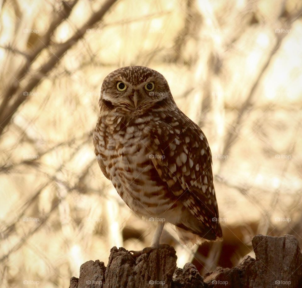 Burrowing Owl 