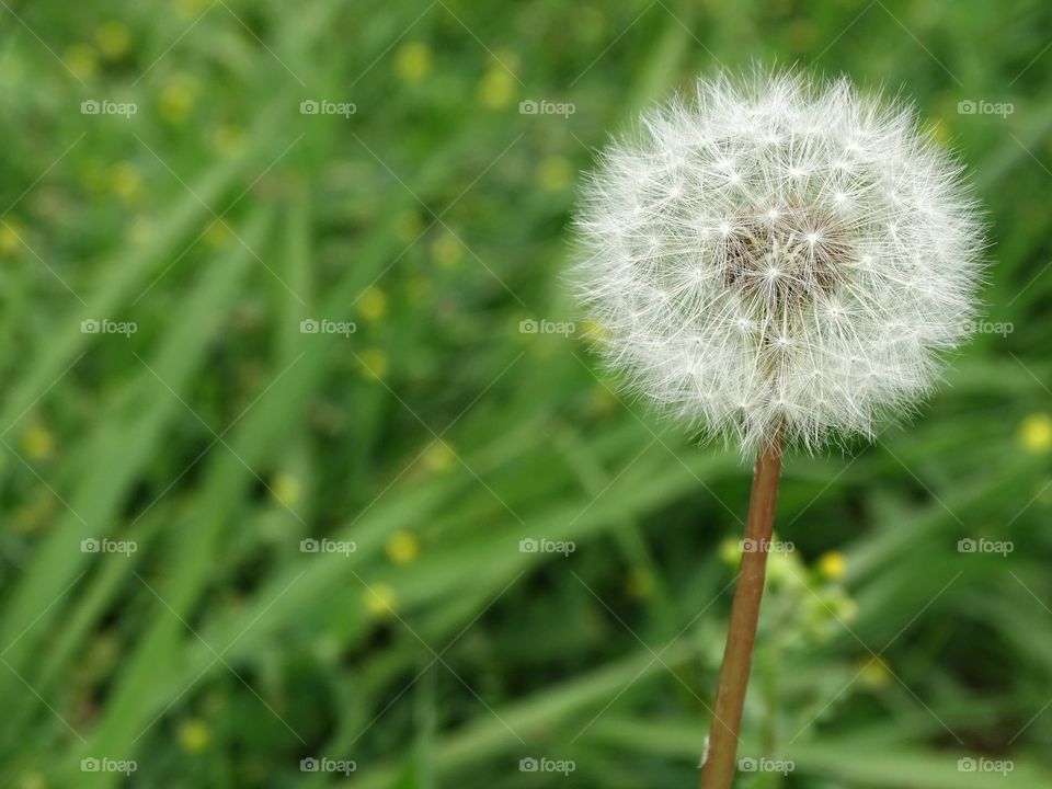 The circle of flowers