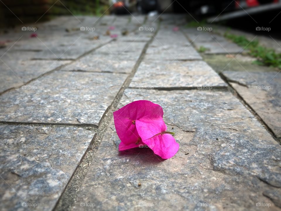 Bougainvillea Flower-like spring leaves, that fell in the ground... still beautiful, still delicate.