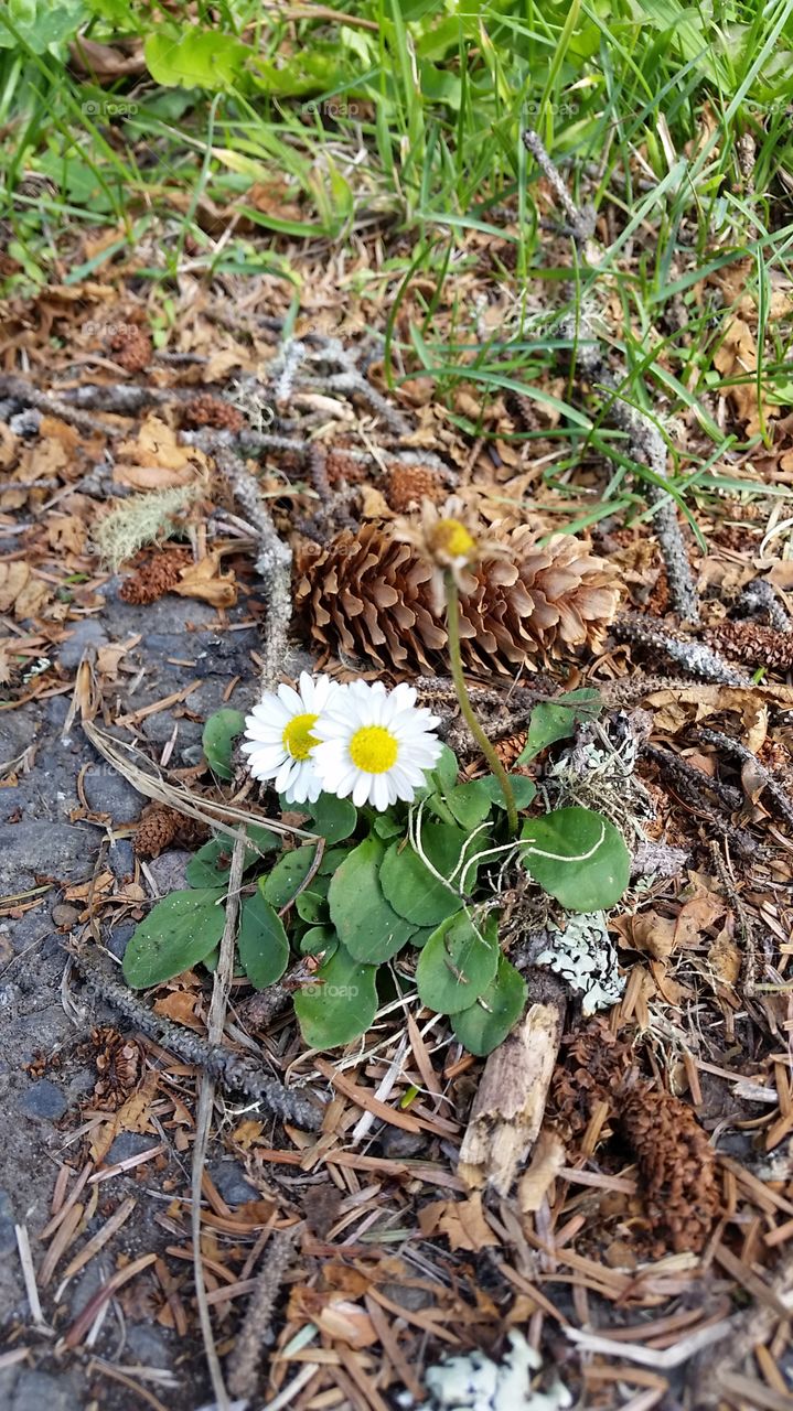 pine cone and daisies