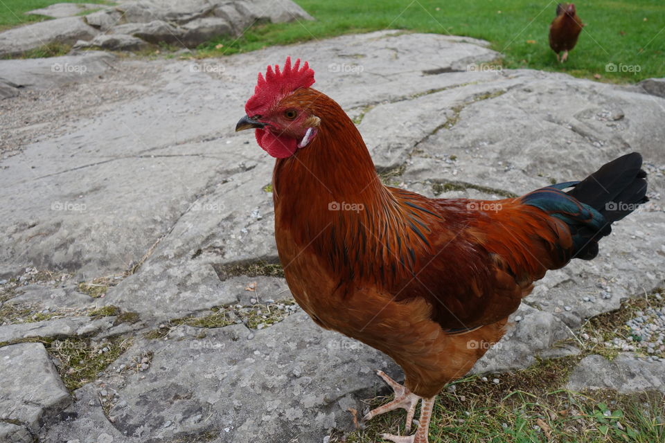 Close-up of Rooster