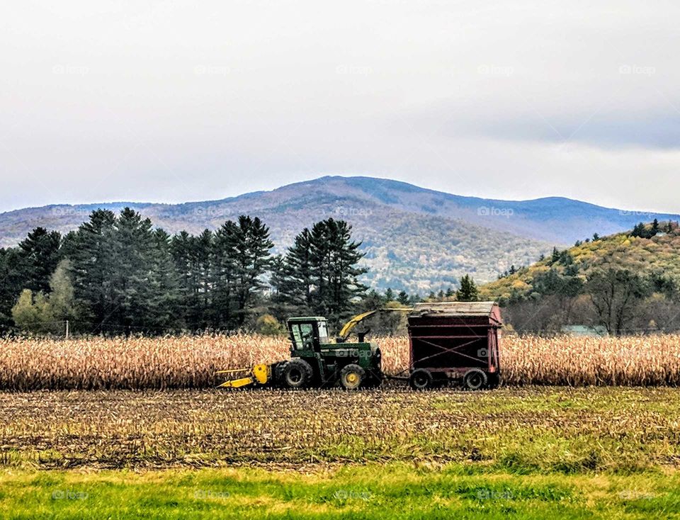 Harvesting corn for cow feed