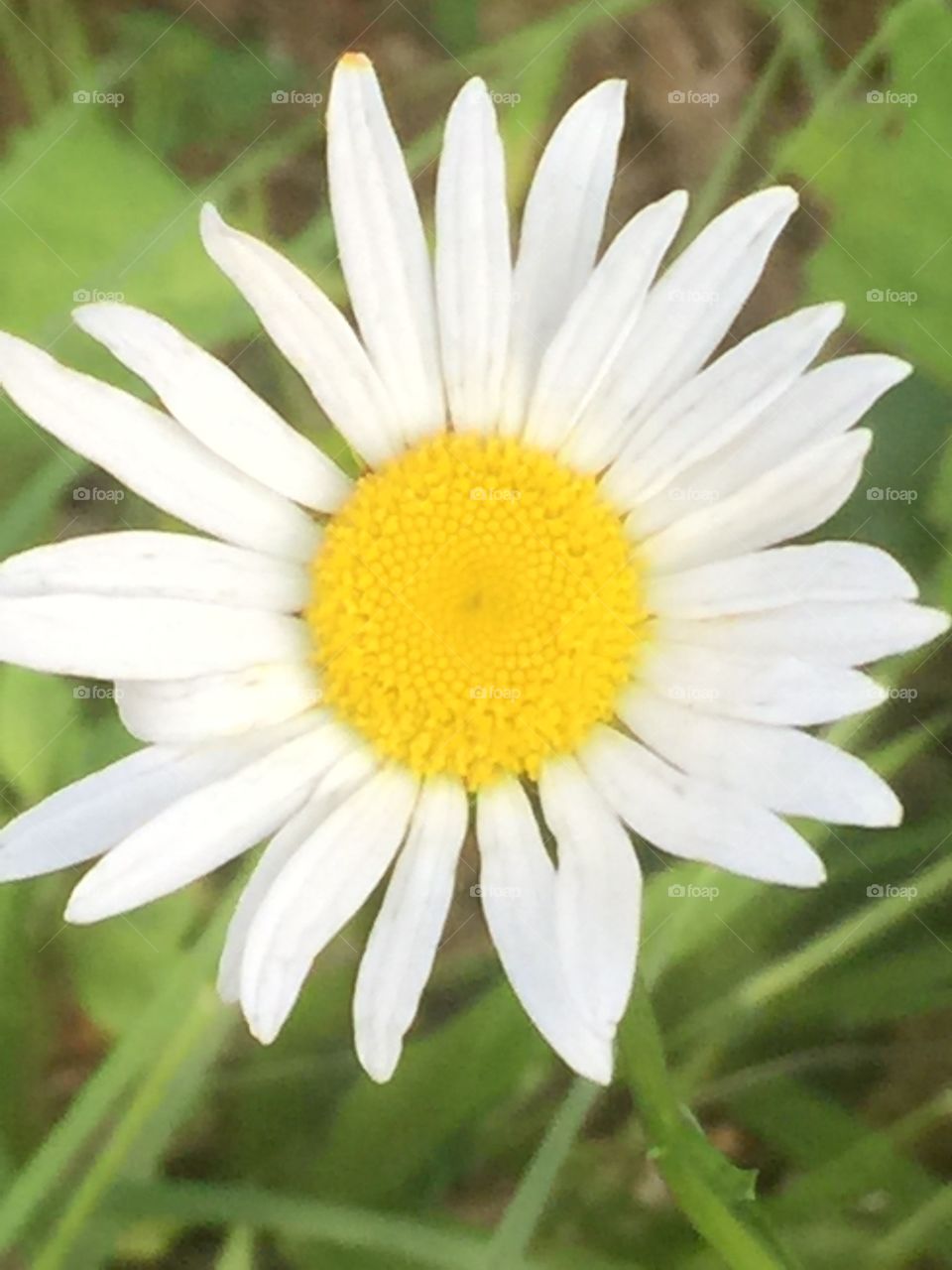 Bright white and yellow wildflower Daisy 