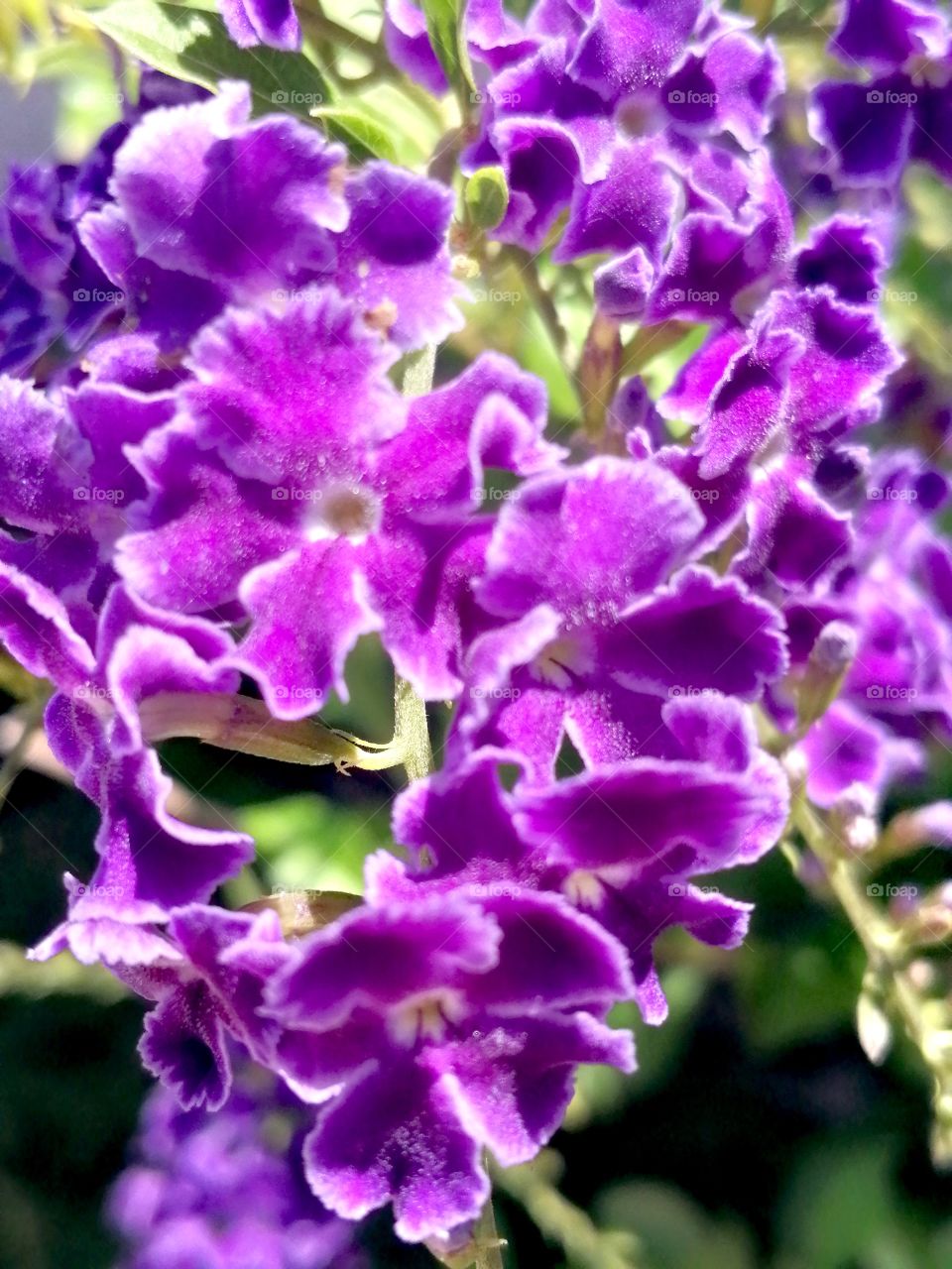 beautiful purple flowers.