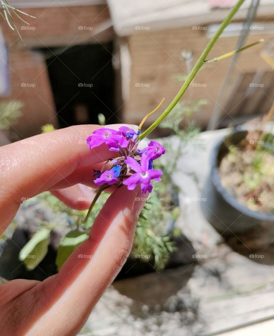 Small cute lavender flower