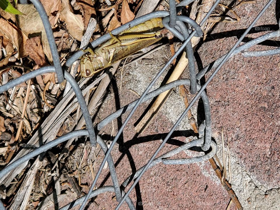 Grasshopper hanging out on a chain link fence