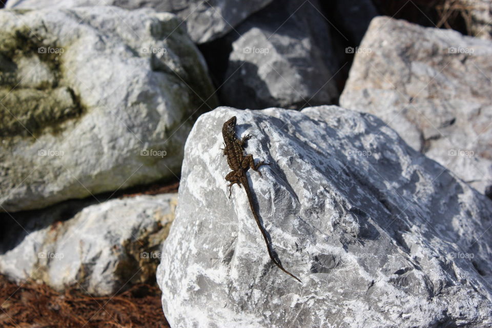 Florida Lizard
