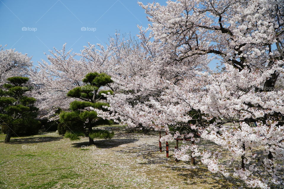 Cherry blossoms in bloom