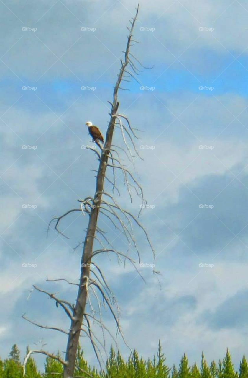 Bald Eagle near Yellowstone