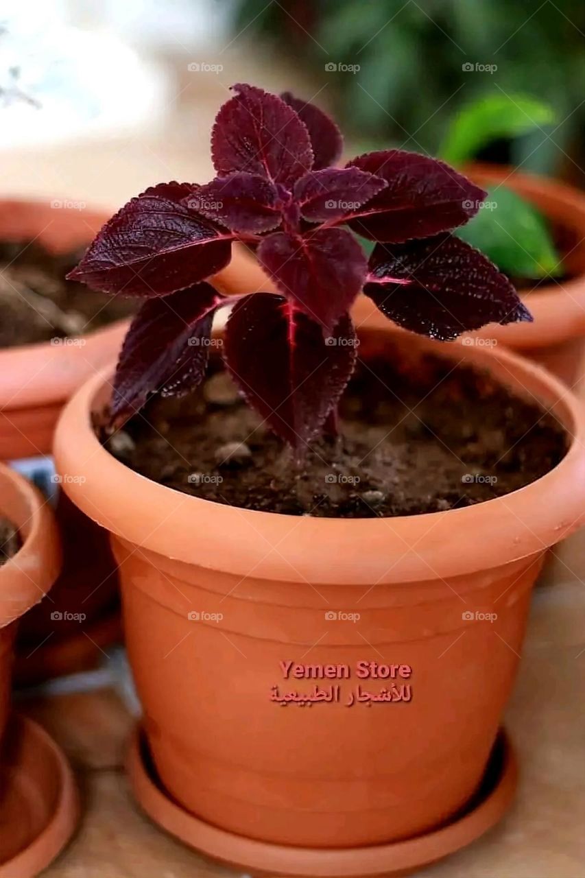 A very beautiful picture, and there is no better picture than it. There is no better picture of green herbs and colorful, red and white roses than it. Glory be to God, the natural and picturesque view, and there is no more