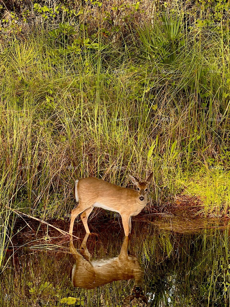 Spotting the whitetail deer at water’s edge. The golden hour before sunset captures the animal’s beauty and gracefulness as the day ends.