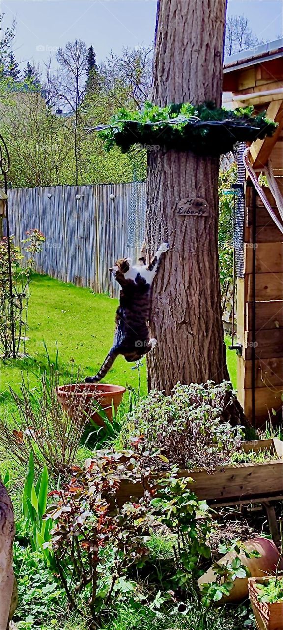 “Roukey”, the tomcat is climbing a tree in a garden in rural “Bavaria”, Germany with great determination and is making good progress so far. 2024. Hypnotic Productions