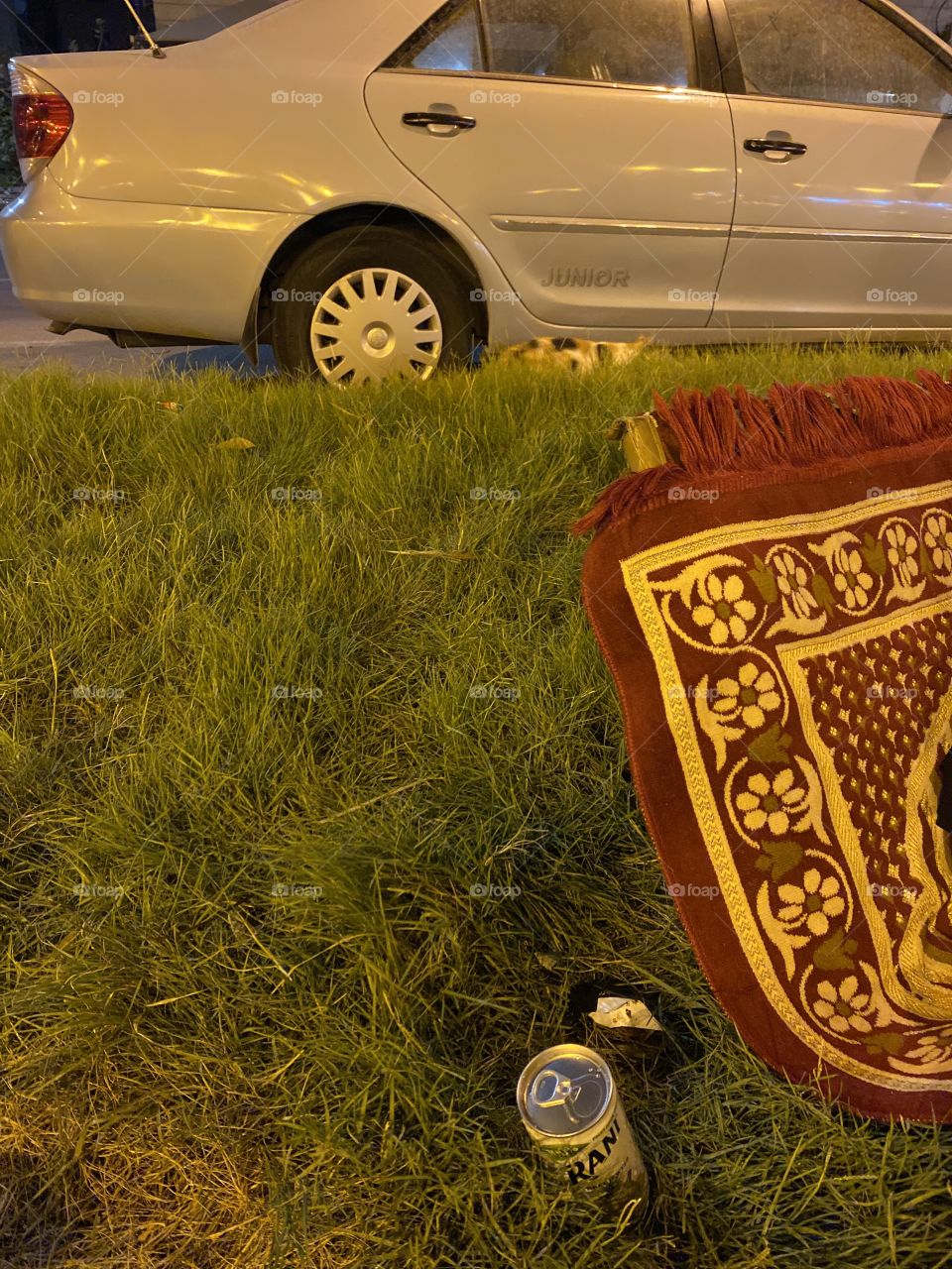Beautiful cat in a Gangway she’s walked with me 