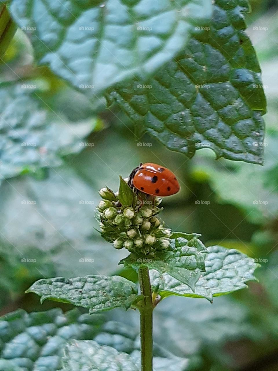 Orange ladybug