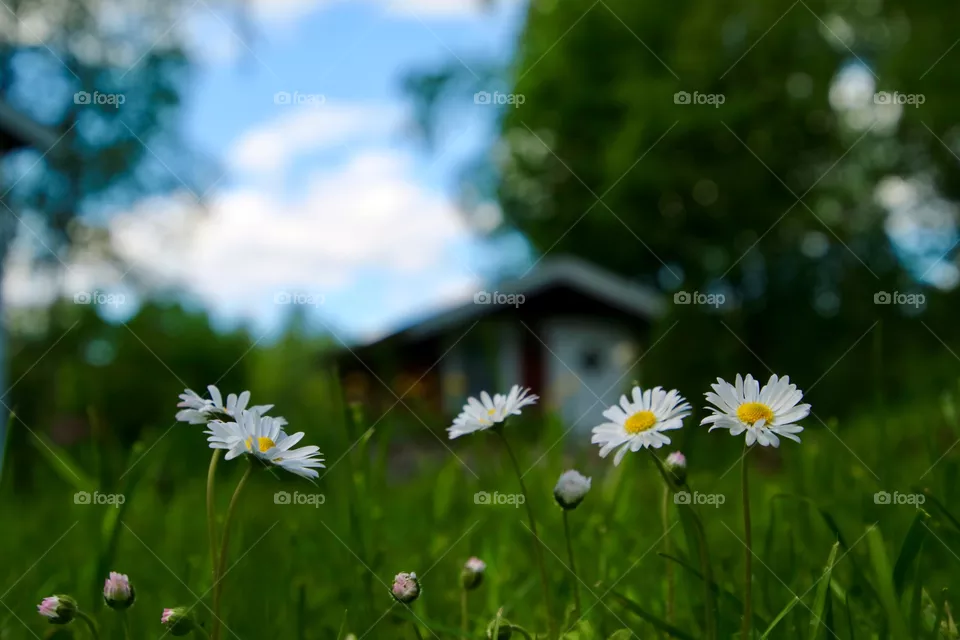 Lawn