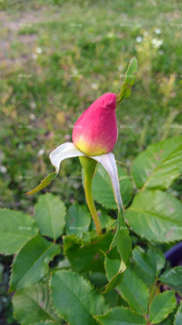 budding rose