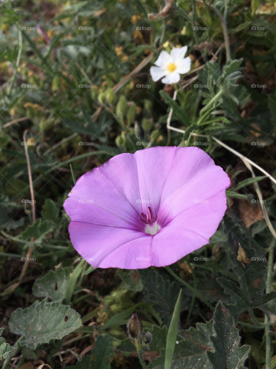 Wild pink flowers like volubilis
