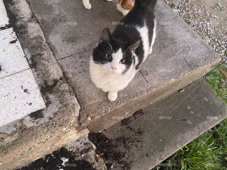 My cat is ready for being photographed!❤️