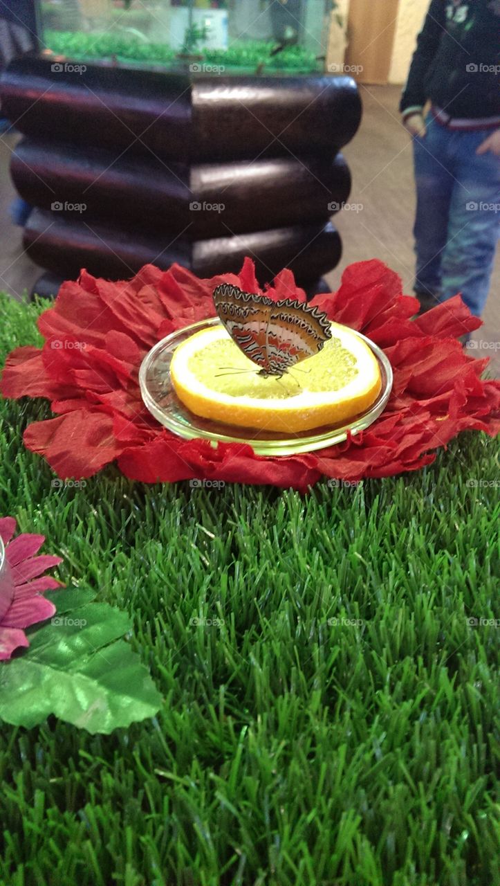 Butterfly on lemon slice