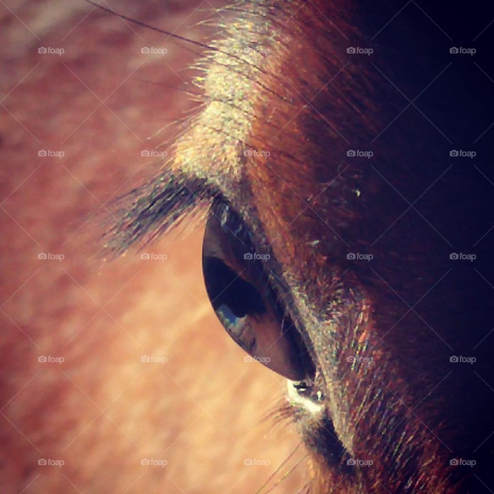 horse iris