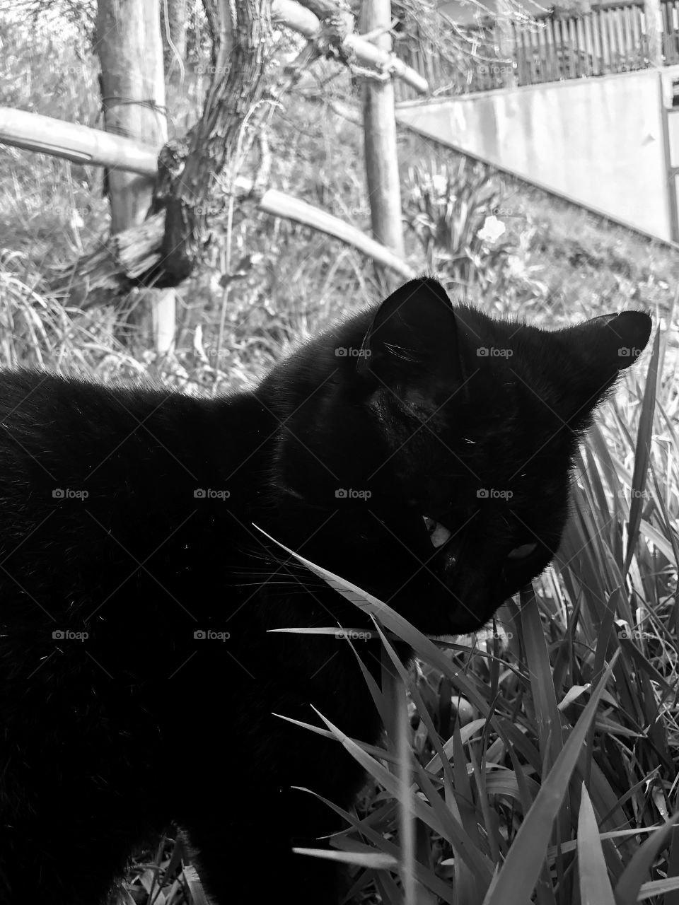 Gatto nero 🐾🐾