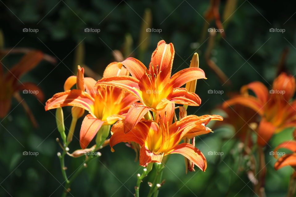 Orange Day Lilies shining bright on a hot summ day