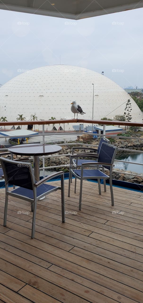 Seagull on a ship railing.