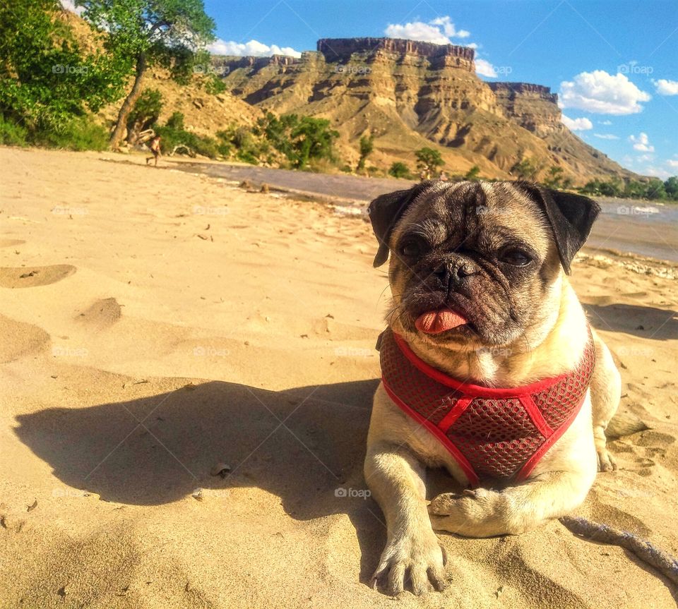 Pug chilling at the beach