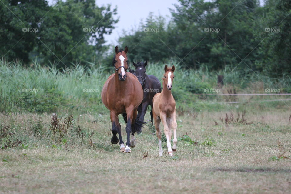 Mammal, Horse, Grass, Farm, Hayfield