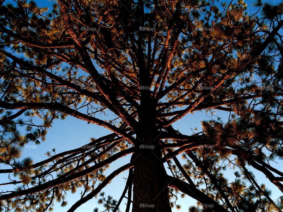 Tree at sunset light